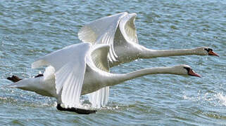 Cygne tuberculé