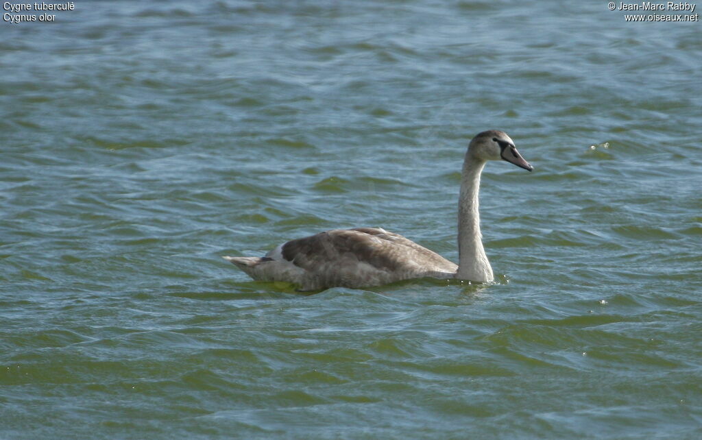 Cygne tuberculé, identification