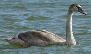 Cygne tuberculé