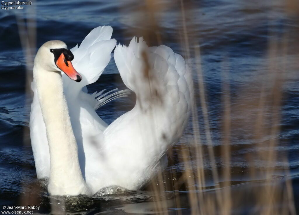 Mute Swan, identification