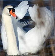 Cygne tuberculé