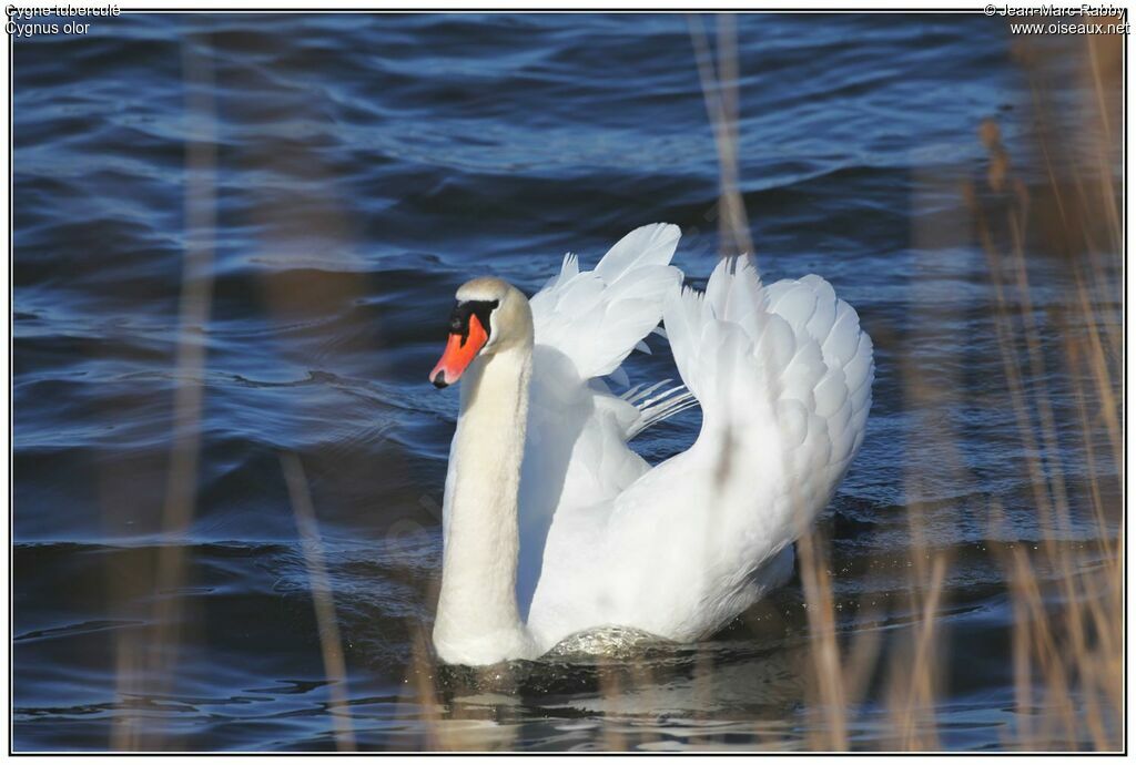 Cygne tuberculé, identification