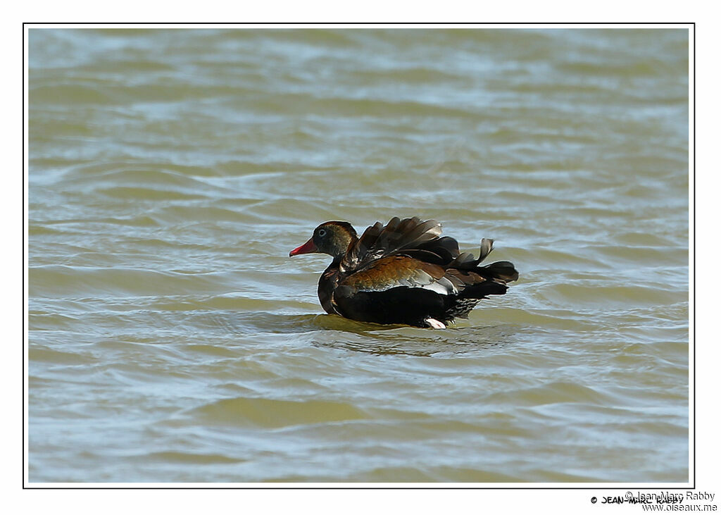 Dendrocygne à ventre noir, identification