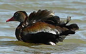 Dendrocygne à ventre noir