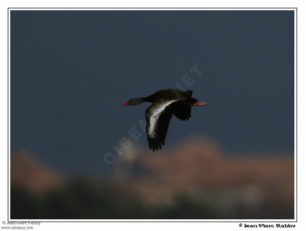 Dendrocygne à ventre noir, identification