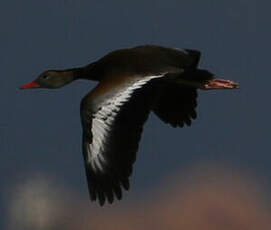 Dendrocygne à ventre noir