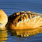 Dendrocygne fauve