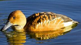 Fulvous Whistling Duck