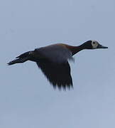 White-faced Whistling Duck