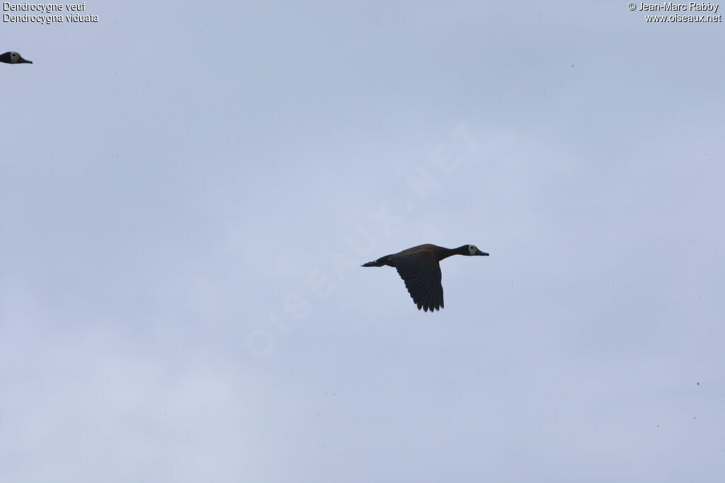 Dendrocygne veuf