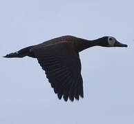 White-faced Whistling Duck