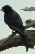 Fork-tailed Drongo