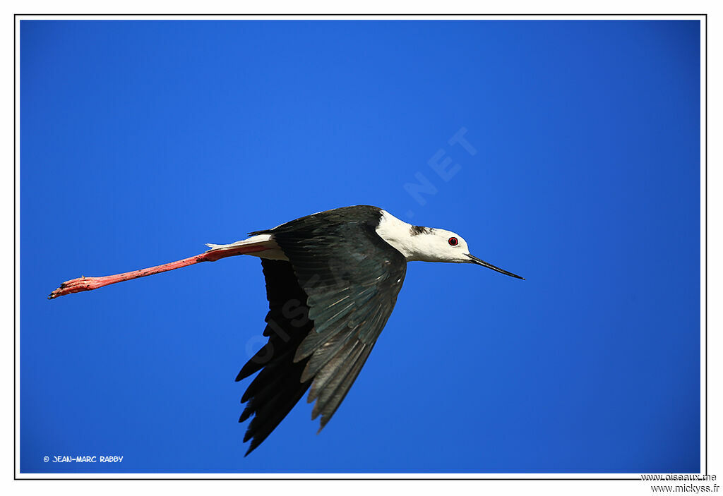 Black-winged Stilt male, identification