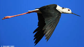 Black-winged Stilt