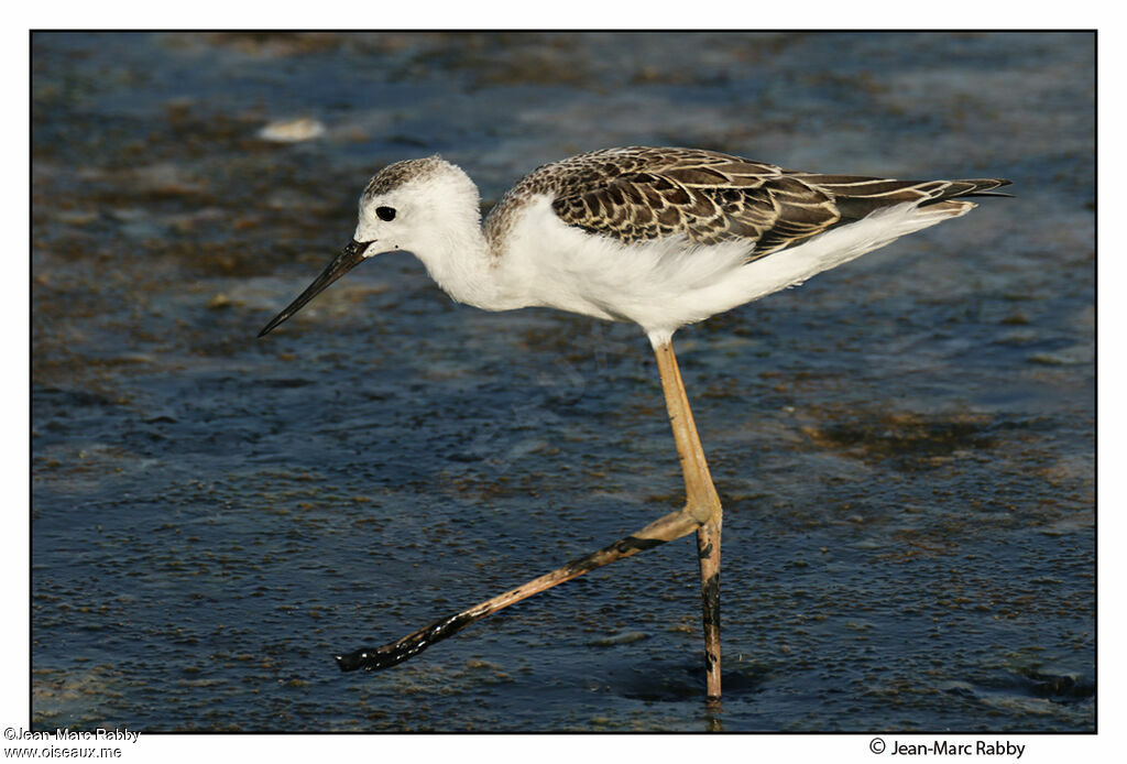 Échasse blanche1ère année, identification