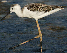 Black-winged Stilt