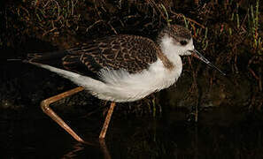 Black-winged Stilt