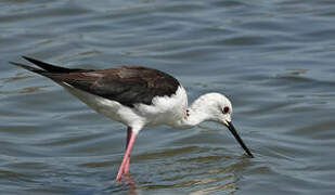 Black-winged Stilt