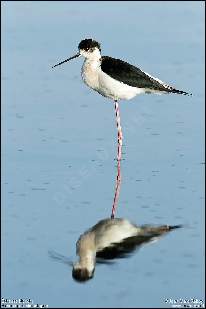 Black-winged Stilt, identification