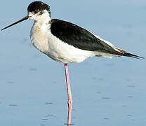 Black-winged Stilt