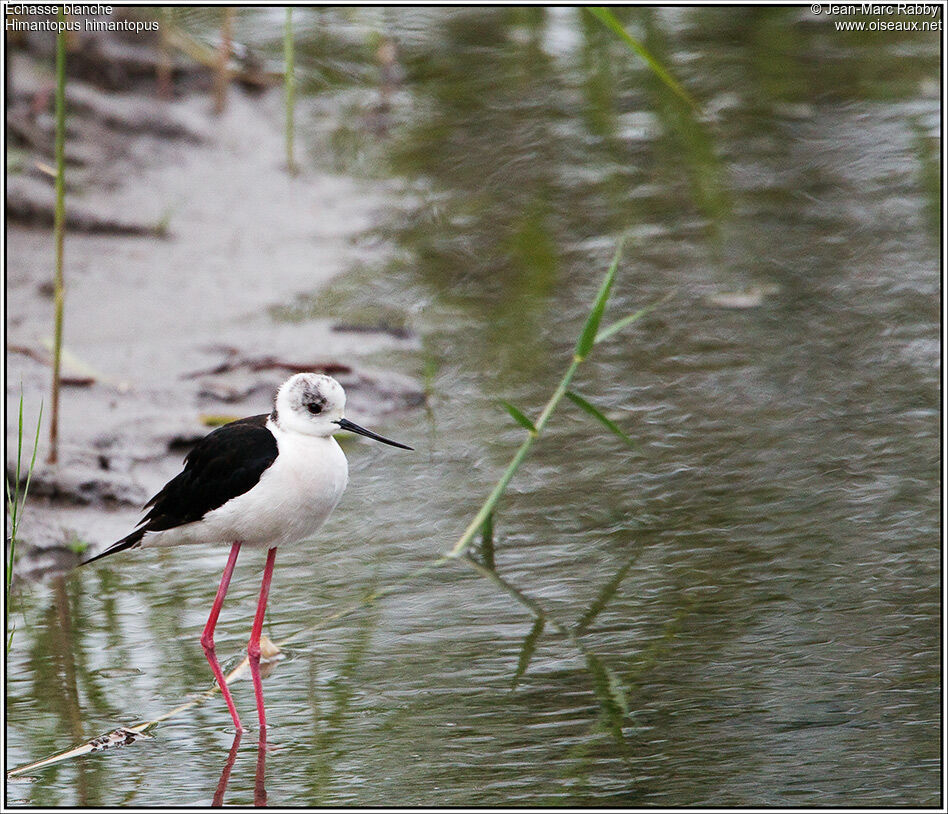 Black-winged Stilt, identification