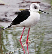 Black-winged Stilt