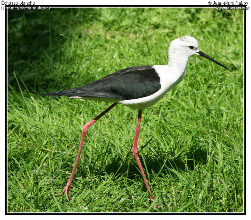 Black-winged Stilt, identification