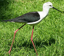 Black-winged Stilt