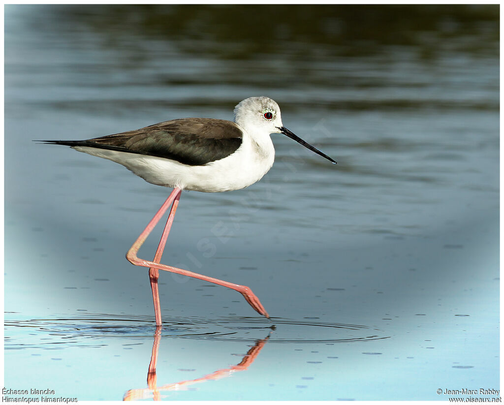 Échasse blanche, identification