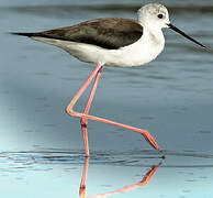 Black-winged Stilt