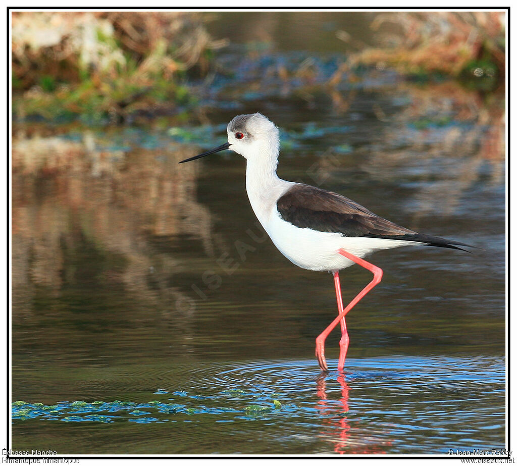 Black-winged Stilt, identification