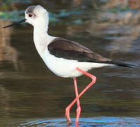 Black-winged Stilt