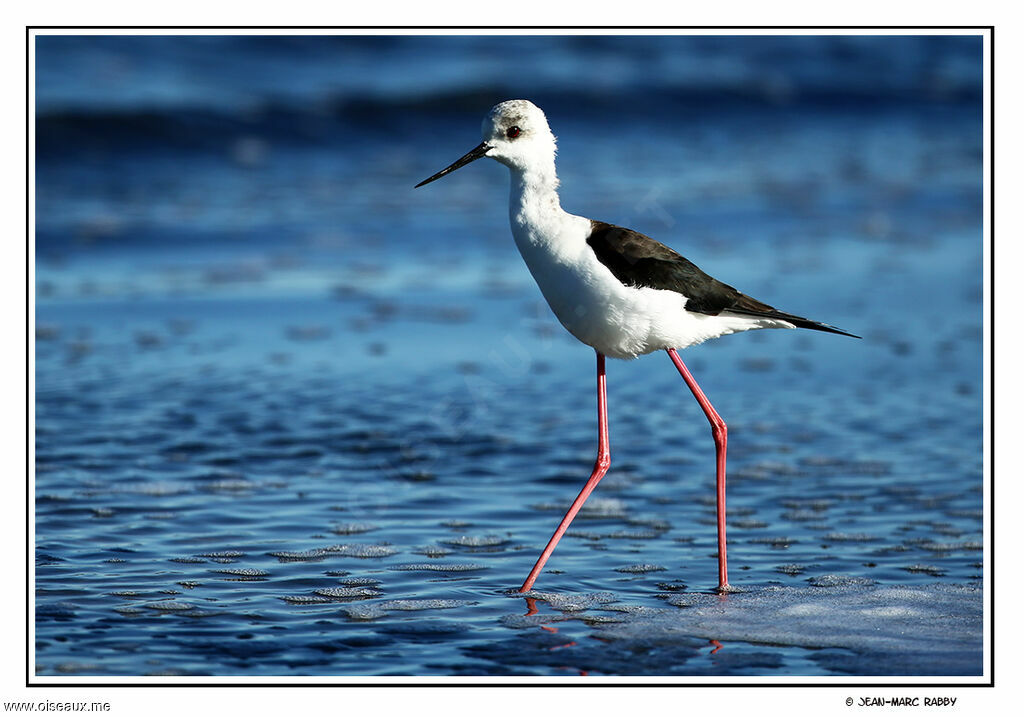 Black-winged Stilt, identification