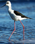 Black-winged Stilt