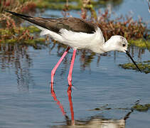 Black-winged Stilt