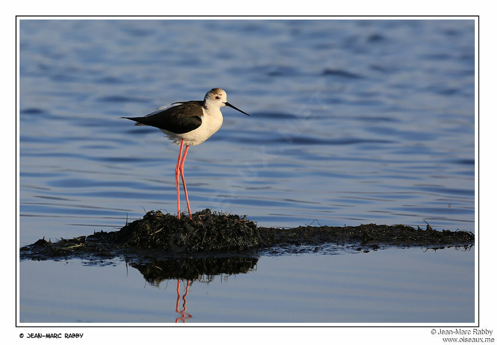 Échasse blanche femelle, identification