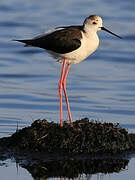 Black-winged Stilt