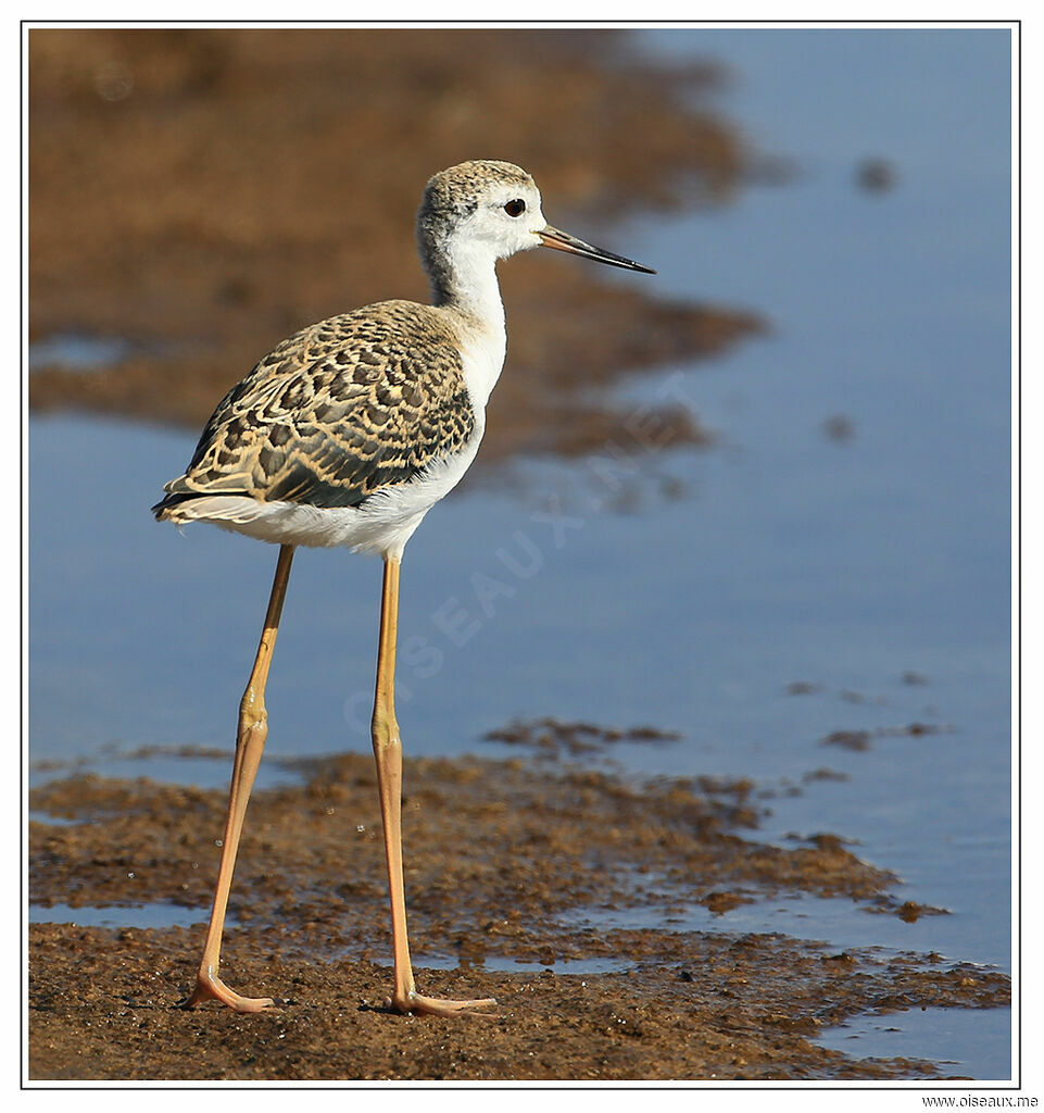 Black-winged Stiltimmature, identification