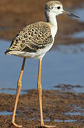 Black-winged Stilt