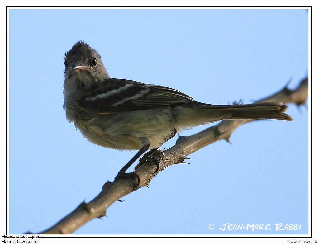 Élénie à ventre jaune, identification