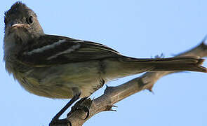 Yellow-bellied Elaenia