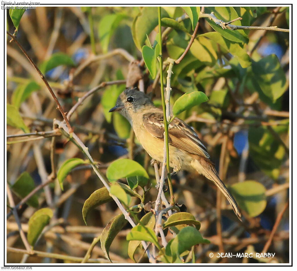 Élénie à ventre jaune, identification