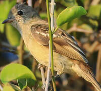 Yellow-bellied Elaenia