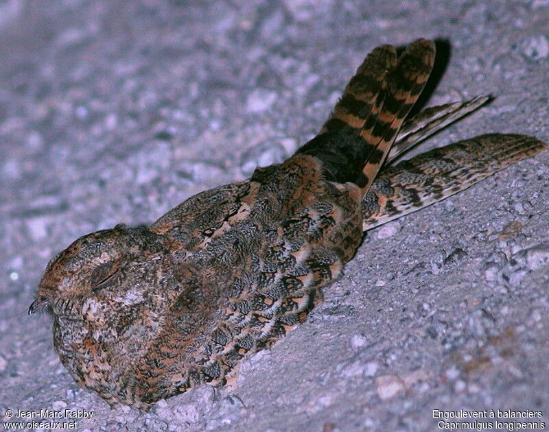 Standard-winged Nightjar