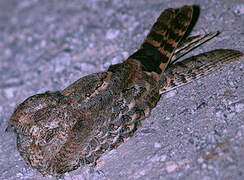 Standard-winged Nightjar