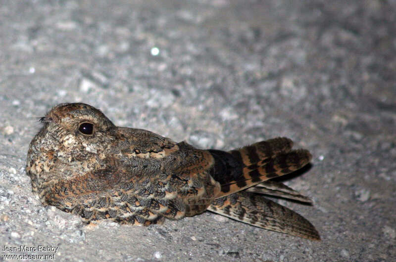 Standard-winged Nightjar