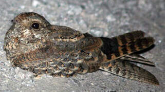 Standard-winged Nightjar