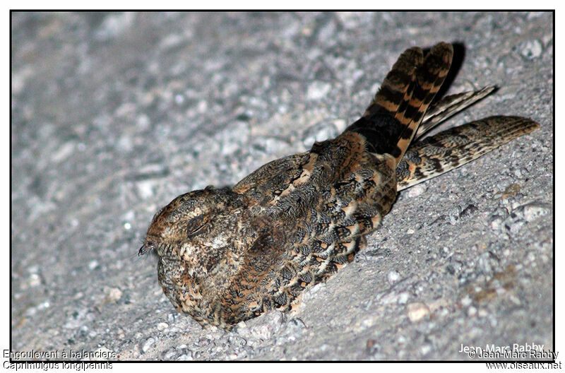 Standard-winged Nightjar, identification