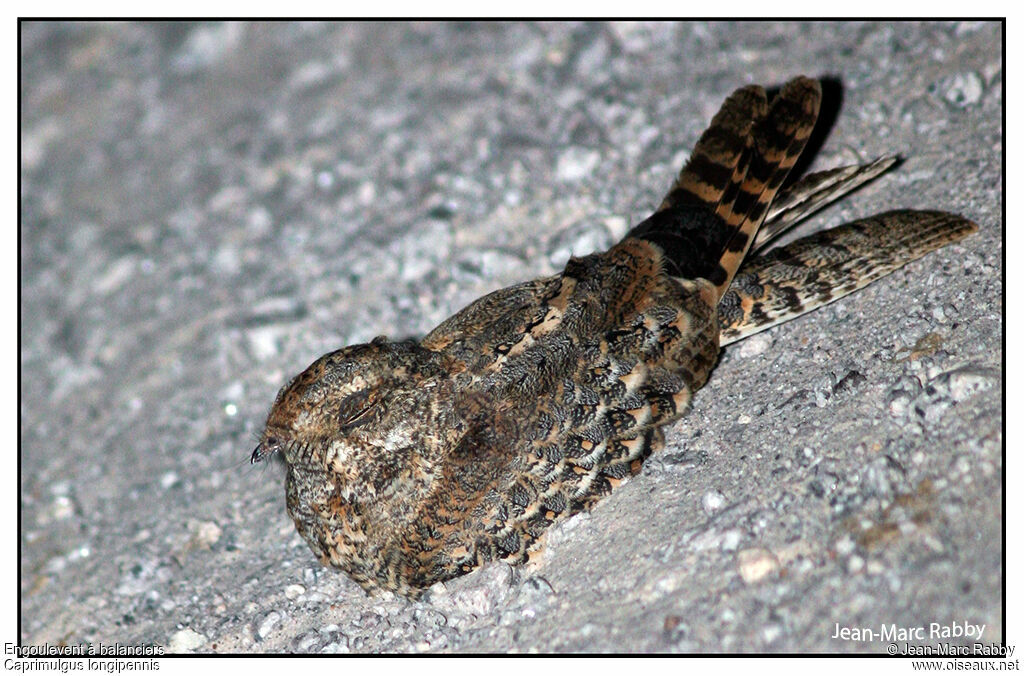 Standard-winged Nightjar, identification