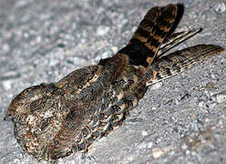 Standard-winged Nightjar